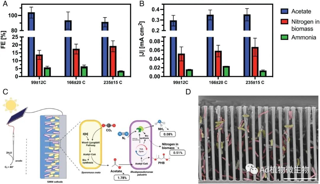 《PNAS | 研究揭示操纵细菌群落调节二氧化碳和固氮的光合生物杂交共培养系统！》