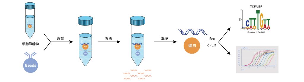 《解析表观遗传学的工具——ChIP-seq（一）》