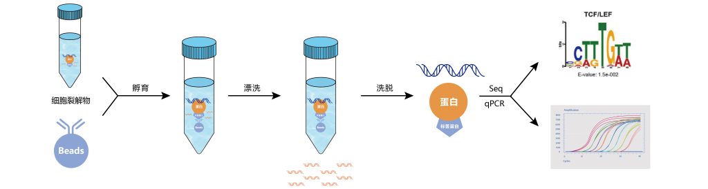 《解析表观遗传学的工具——ChIP-seq（一）》