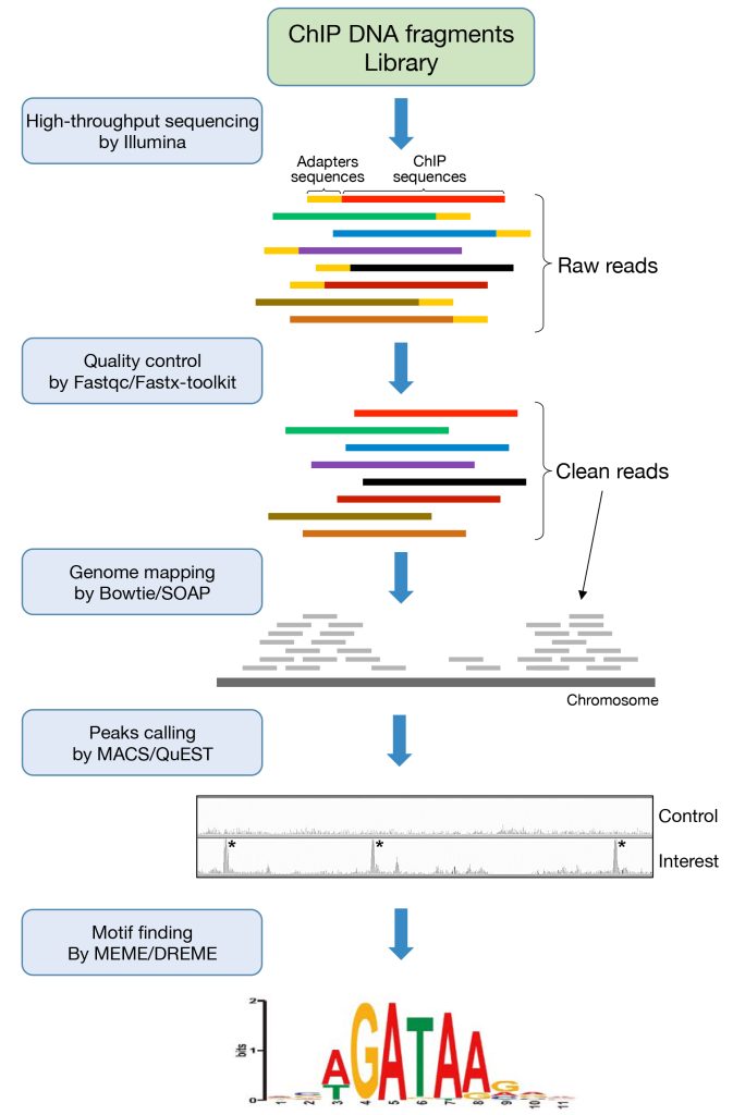 《解析表观遗传学的工具——ChIP-seq（一）》