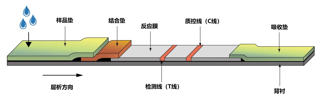 《宝藏！转基因株系检测的N种方法》