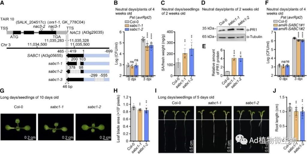 《Cell Host & Microbe | 研究揭示lncRNA平衡植物免疫和生长的机制！》