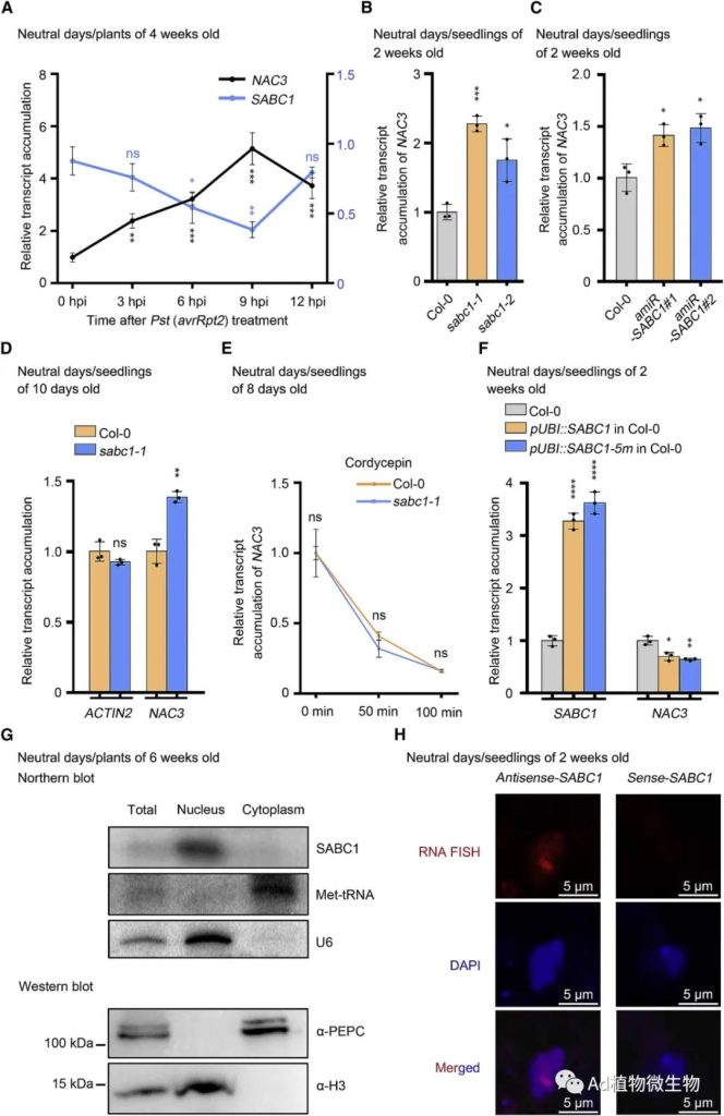 《Cell Host & Microbe | 研究揭示lncRNA平衡植物免疫和生长的机制！》