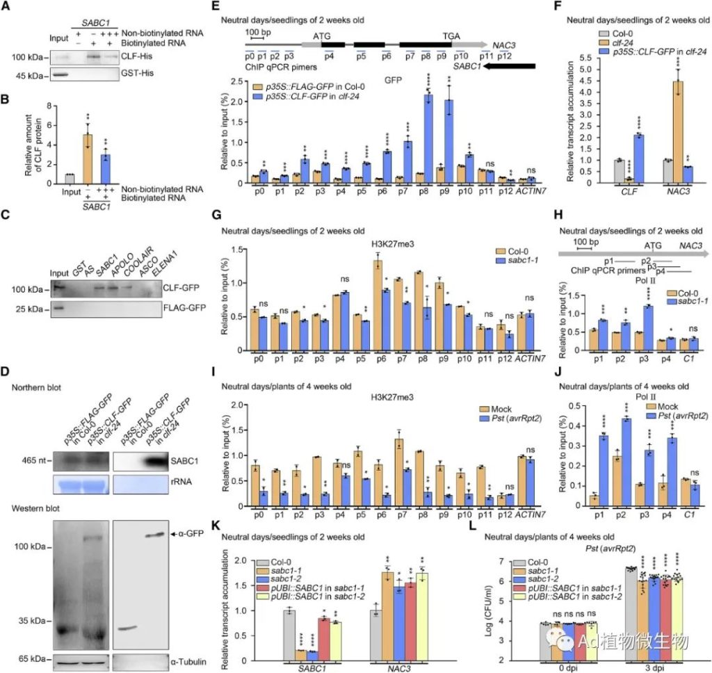 《Cell Host & Microbe | 研究揭示lncRNA平衡植物免疫和生长的机制！》