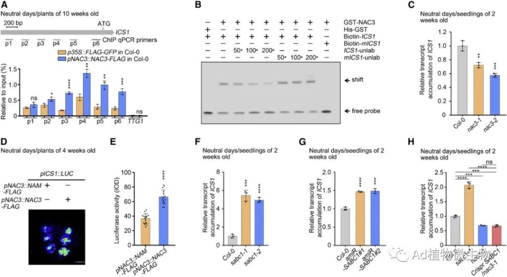 《Cell Host & Microbe | 研究揭示lncRNA平衡植物免疫和生长的机制！》