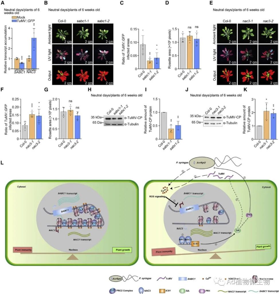 《Cell Host & Microbe | 研究揭示lncRNA平衡植物免疫和生长的机制！》