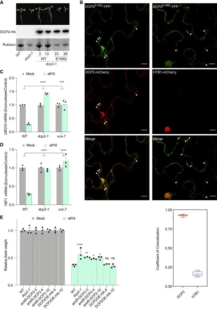 《Cell | 杜克大学董欣年团队研究揭示植物免疫中新的翻译启动机制！》