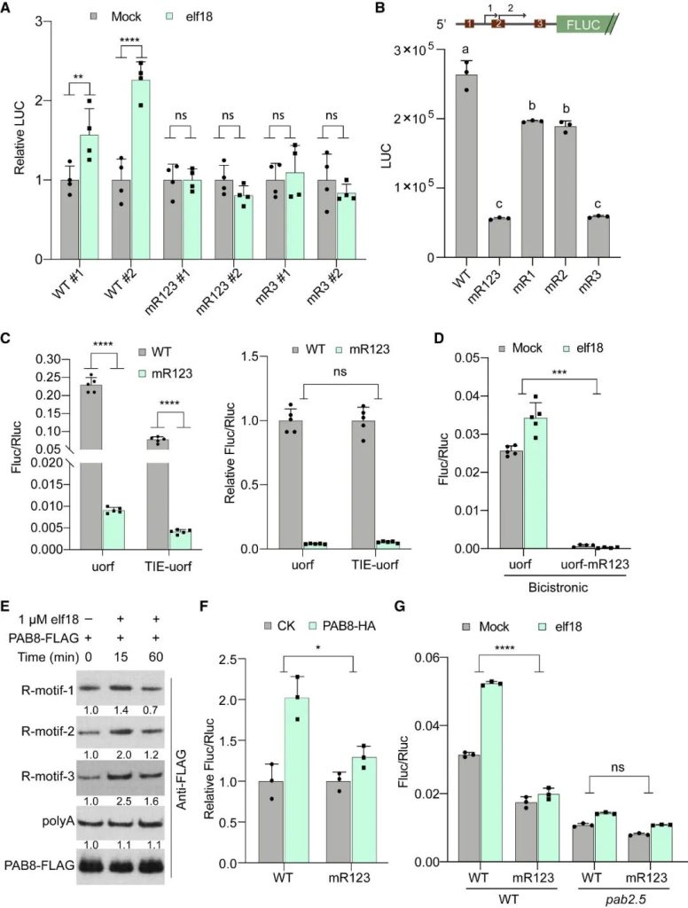 《Cell | 杜克大学董欣年团队研究揭示植物免疫中新的翻译启动机制！》