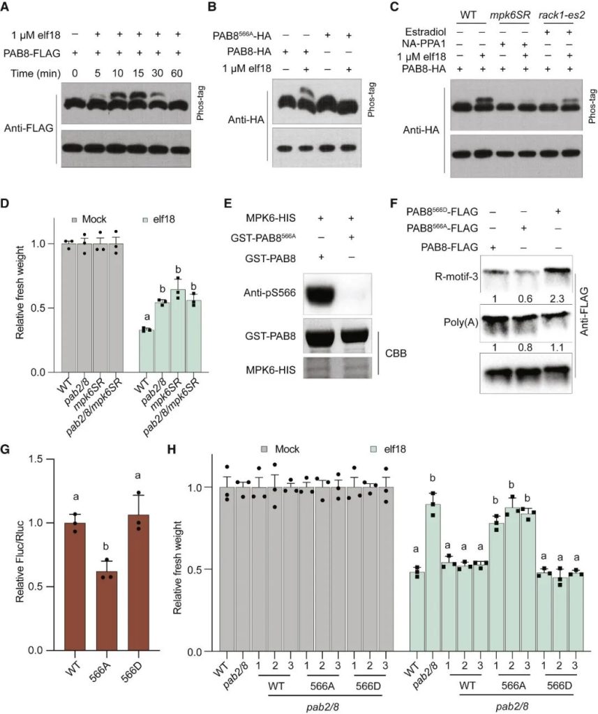 《Cell | 杜克大学董欣年团队研究揭示植物免疫中新的翻译启动机制！》