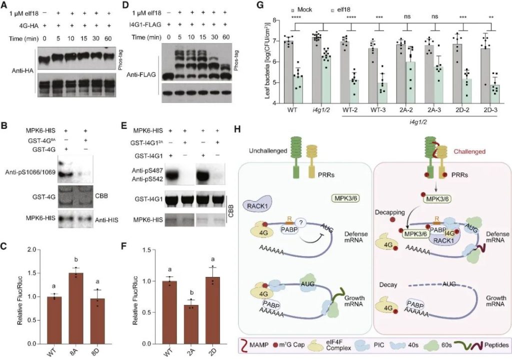 《Cell | 杜克大学董欣年团队研究揭示植物免疫中新的翻译启动机制！》