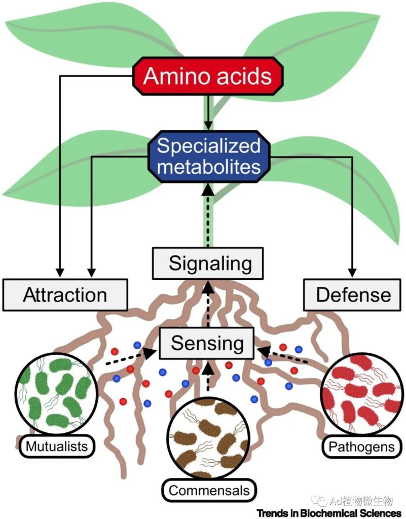 《Trends in biochemical sciences | 植物与微生物相互作用中的氨基酸代谢！》