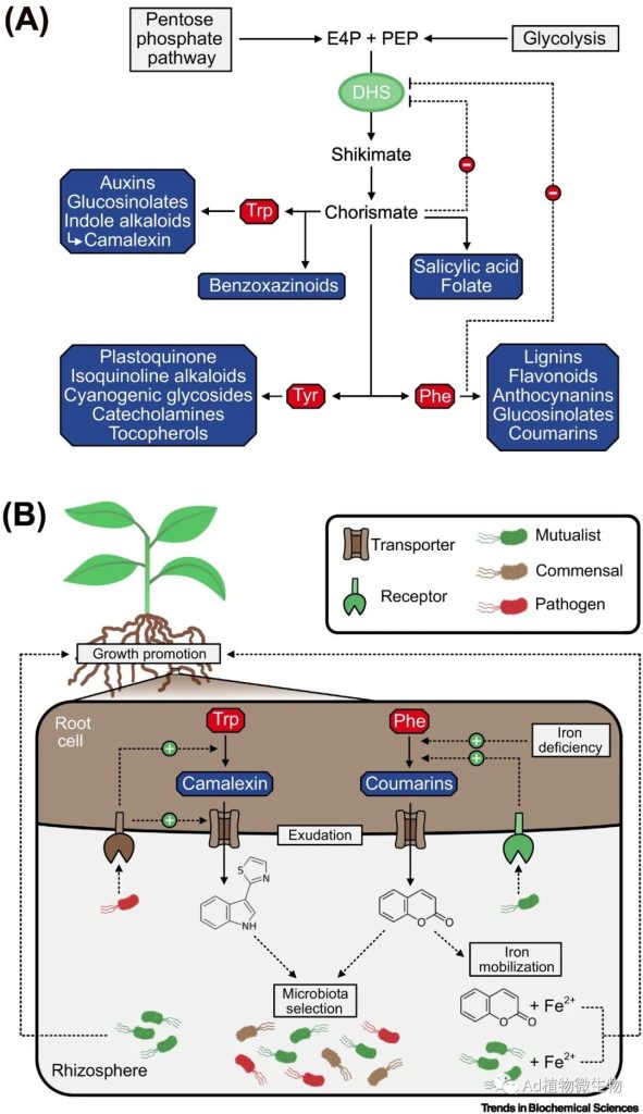 《Trends in biochemical sciences | 植物与微生物相互作用中的氨基酸代谢！》