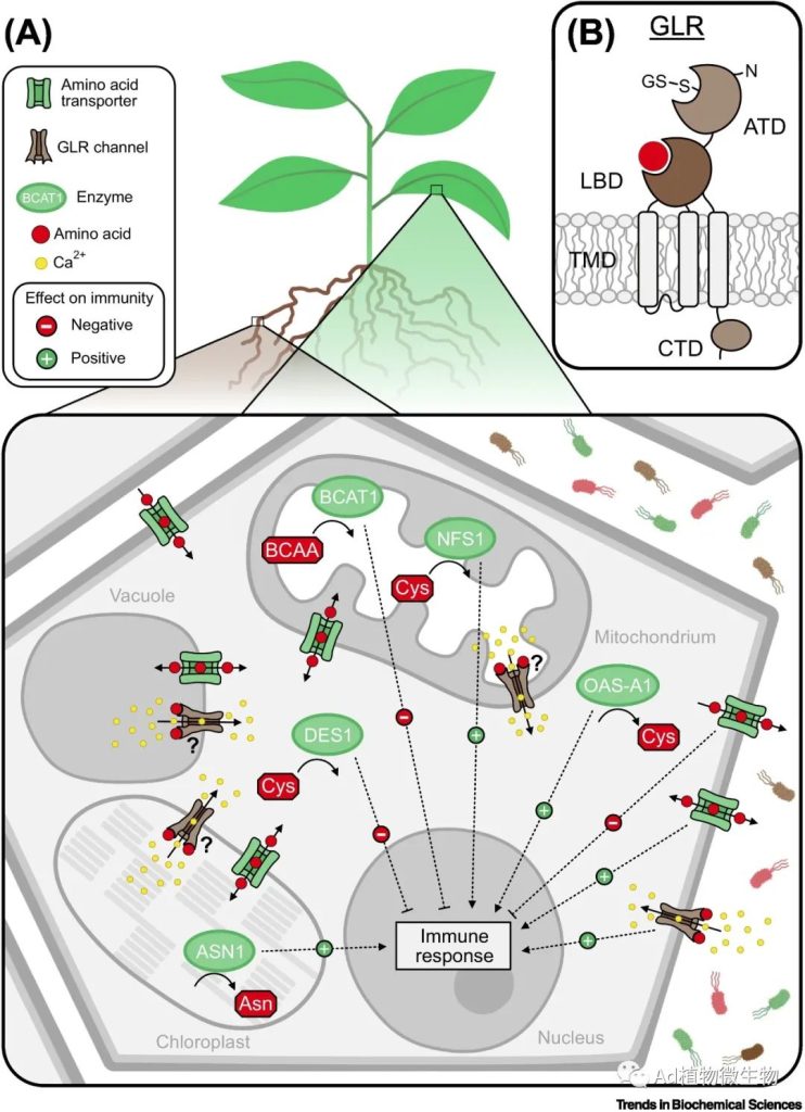 《Trends in biochemical sciences | 植物与微生物相互作用中的氨基酸代谢！》