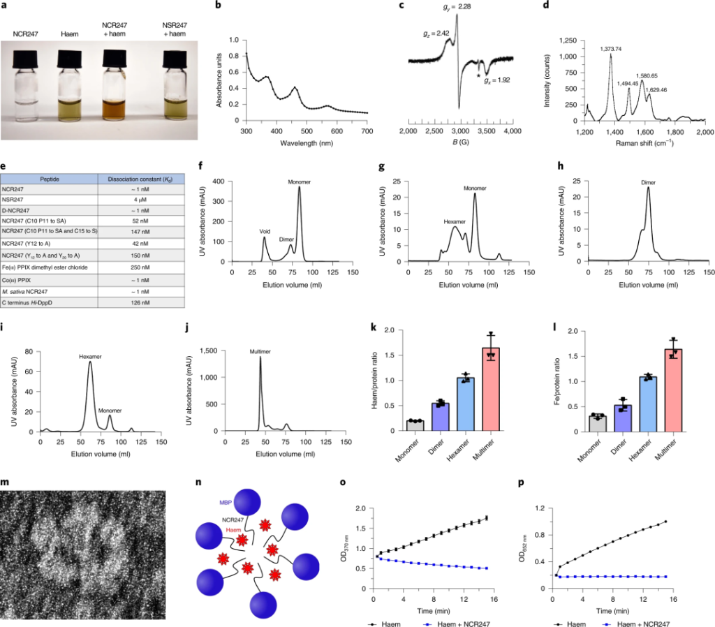 《Nature Microbiology | 研究揭示豆科植物控制固氮菌的肽可用于治疗人类疾病！》