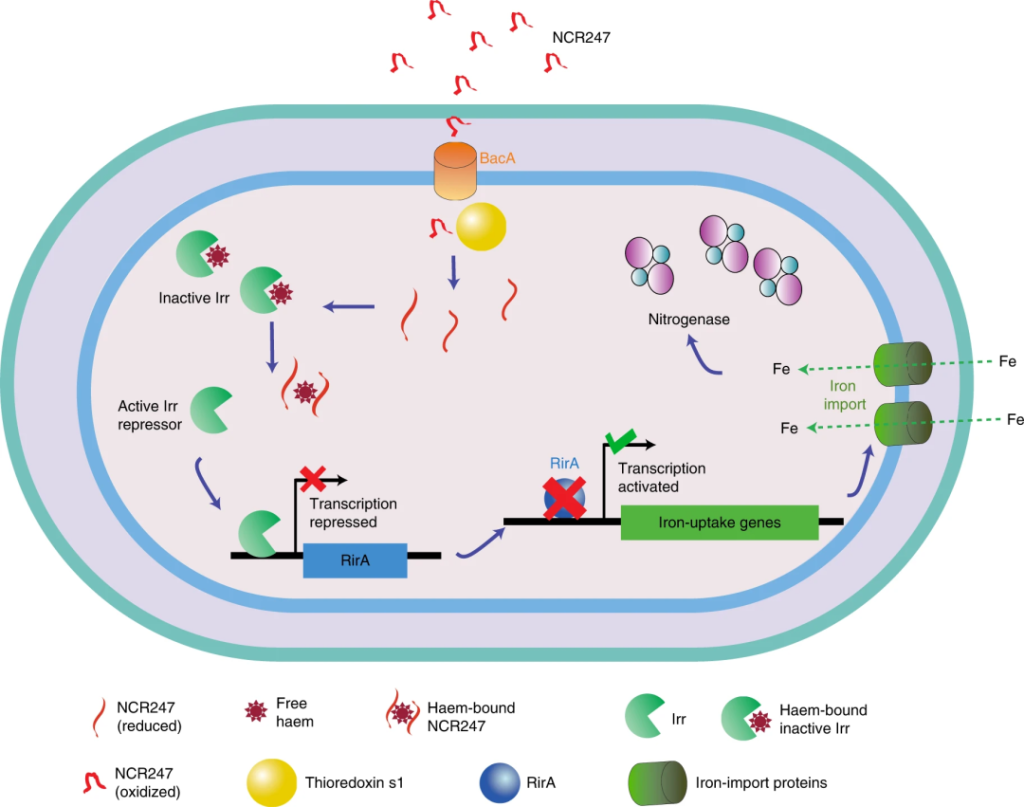 《Nature Microbiology | 研究揭示豆科植物控制固氮菌的肽可用于治疗人类疾病！》