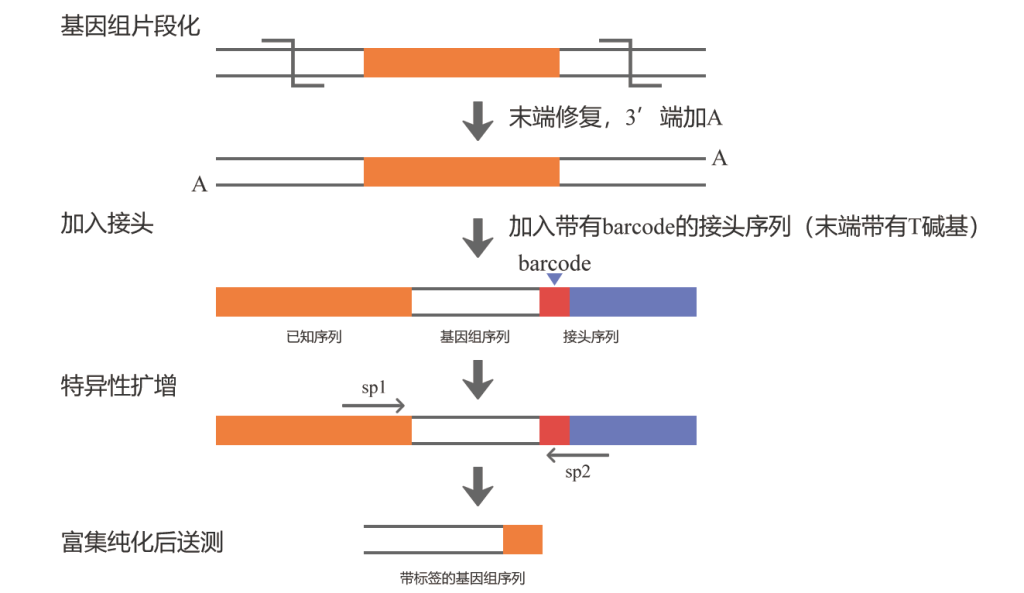 《宝藏！转基因株系检测的N种方法》