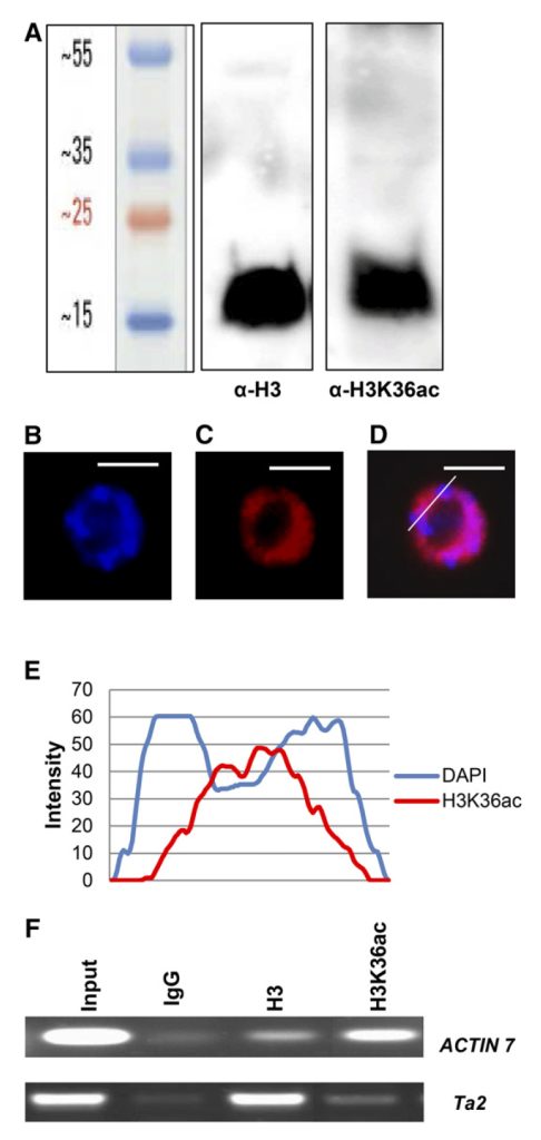 《解析表观遗传学的工具——ChIP-seq（二）》