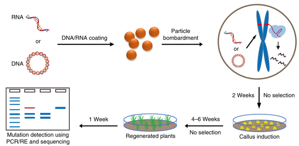 《DNA-free基因组编辑技术任重而道远》