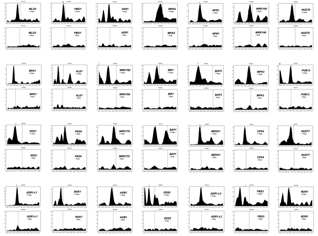 《解析表观遗传学的工具——ChIP-seq（二）》