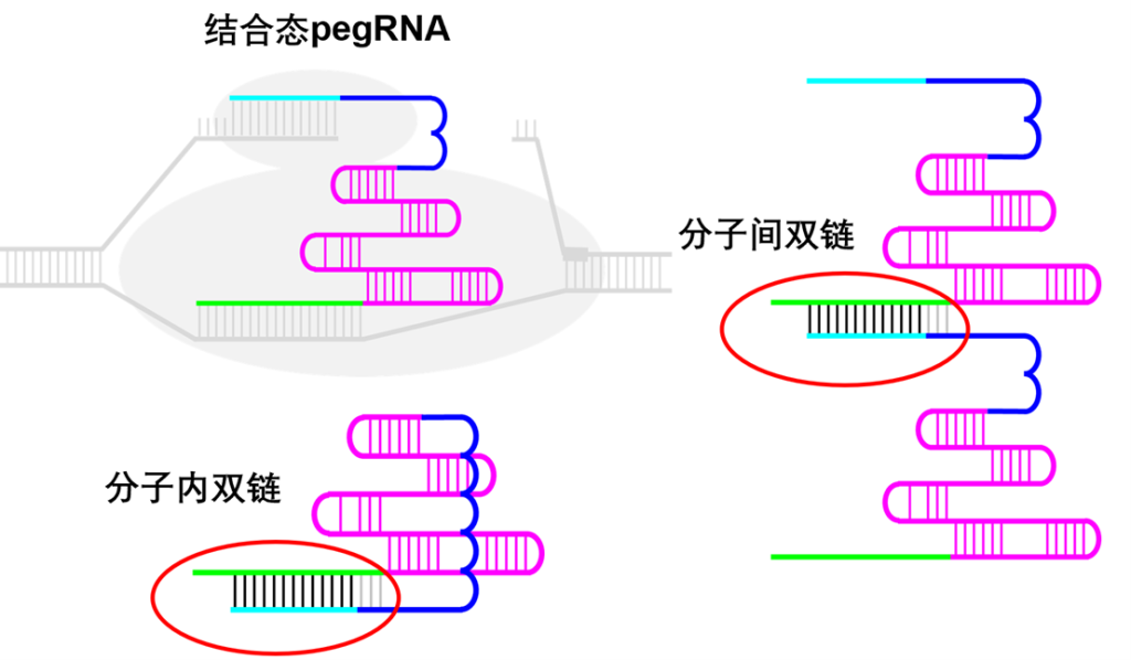 《【业务上新】第二代升级PE！这才是基因编辑应该有的水平》