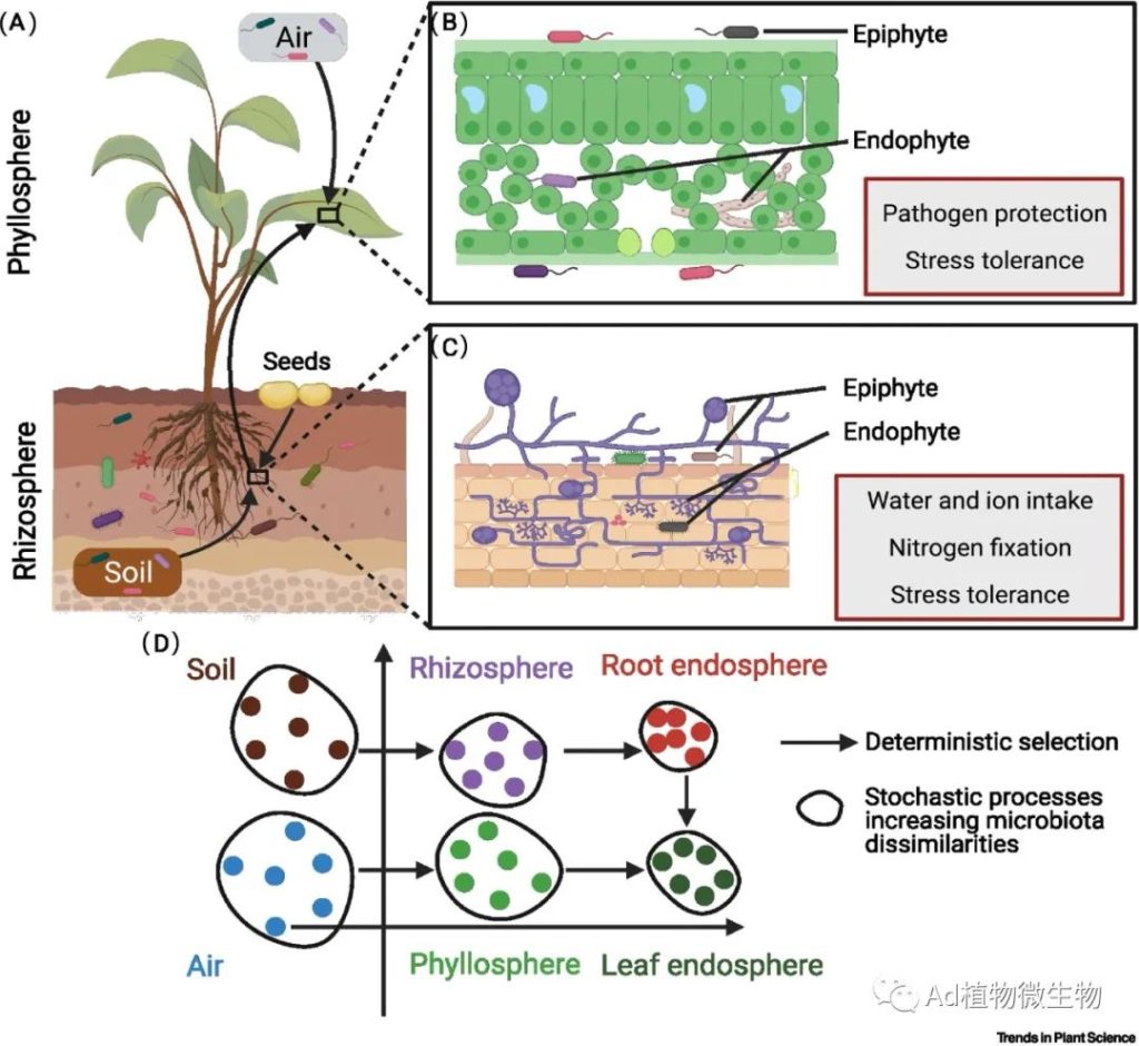 《Trends in plant science | 植物微生物群失调和安娜-卡列尼娜原则！》