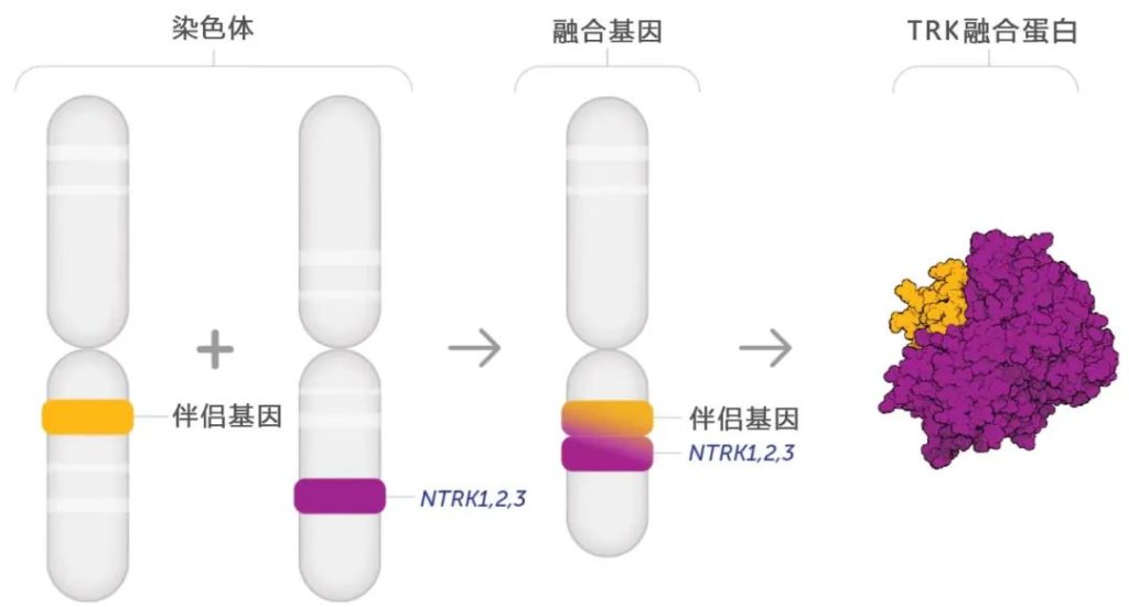 《闪耀全球的首个“不限癌种”抗癌药，终于登陆中国！“有效率75%、能治17种癌症”，拉罗替尼为何能交出这张史无前例的“成绩单”》