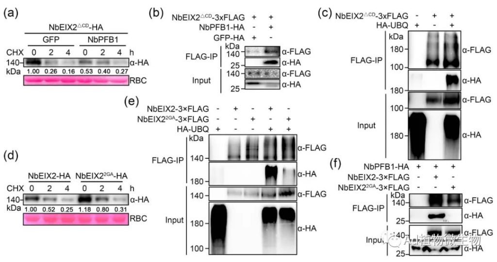 《New Phytologist | 江苏省农科院/南农大研究揭示真菌木聚糖酶触发植物免疫的调控机制！》