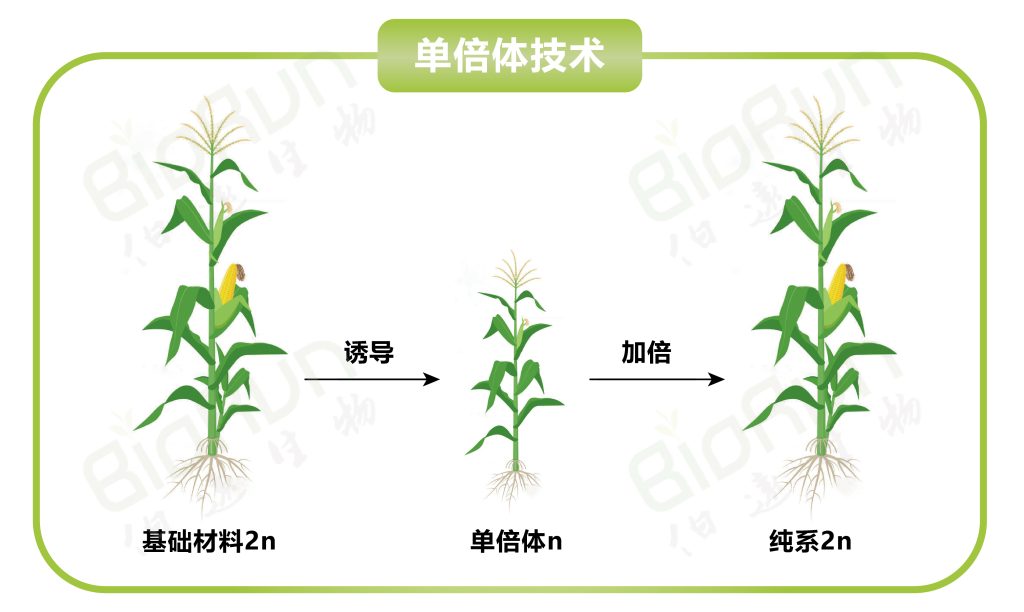 《单倍体育种引领现代种业进入“高铁”时代》