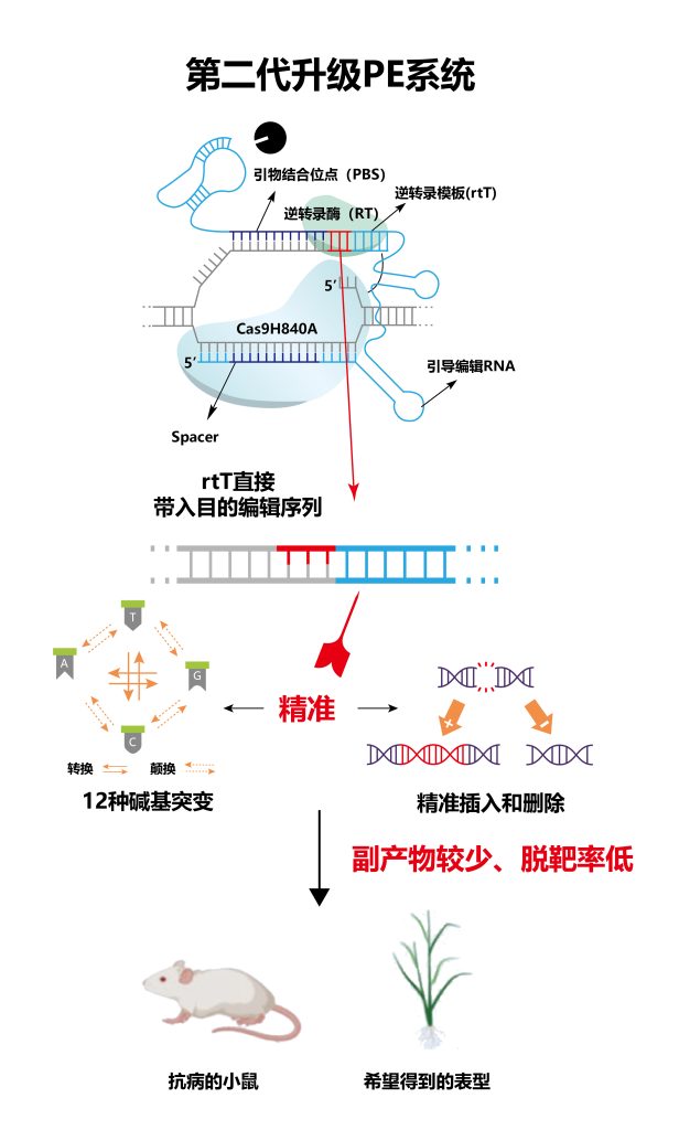 《【业务上新】第二代升级PE！这才是基因编辑应该有的水平》