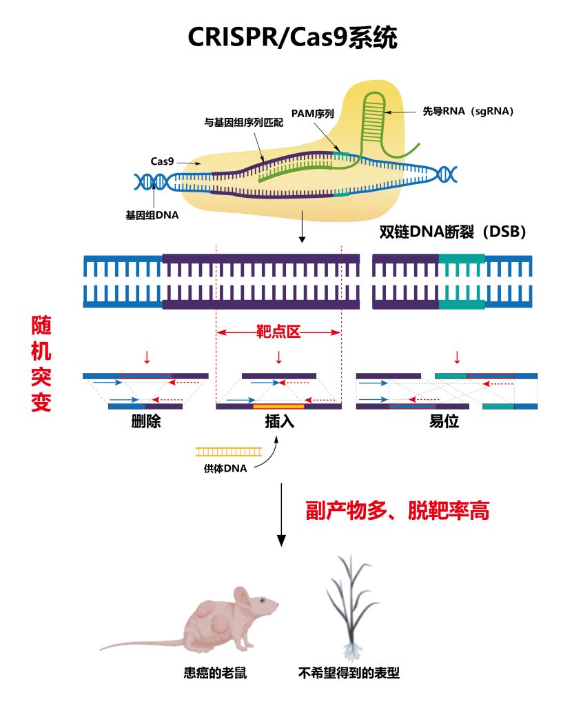 《【业务上新】第二代升级PE！这才是基因编辑应该有的水平》