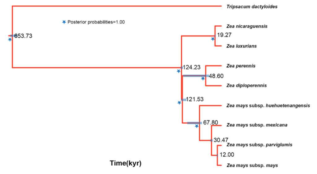 《Nature Genetics | 华中农业大学严建兵团队解析玉蜀黍属适应性进化的奥秘》