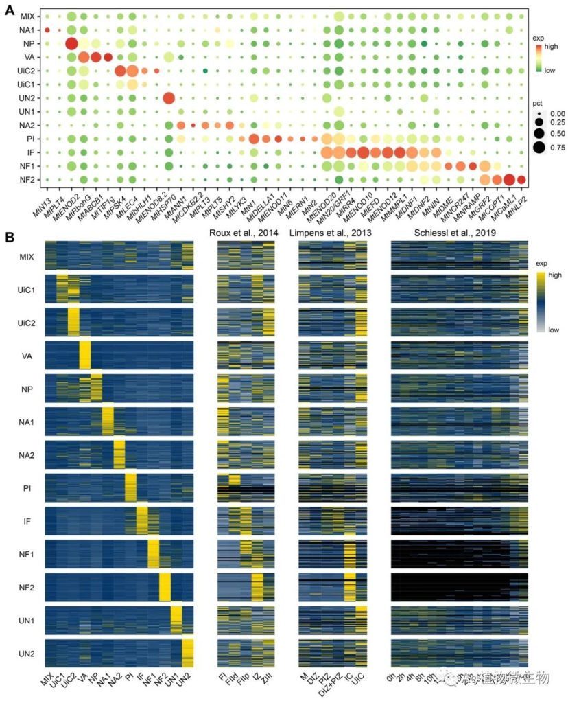 《Molecular Plant | 中国农业大学研究揭示共生固氮根瘤的单细胞转录组!》