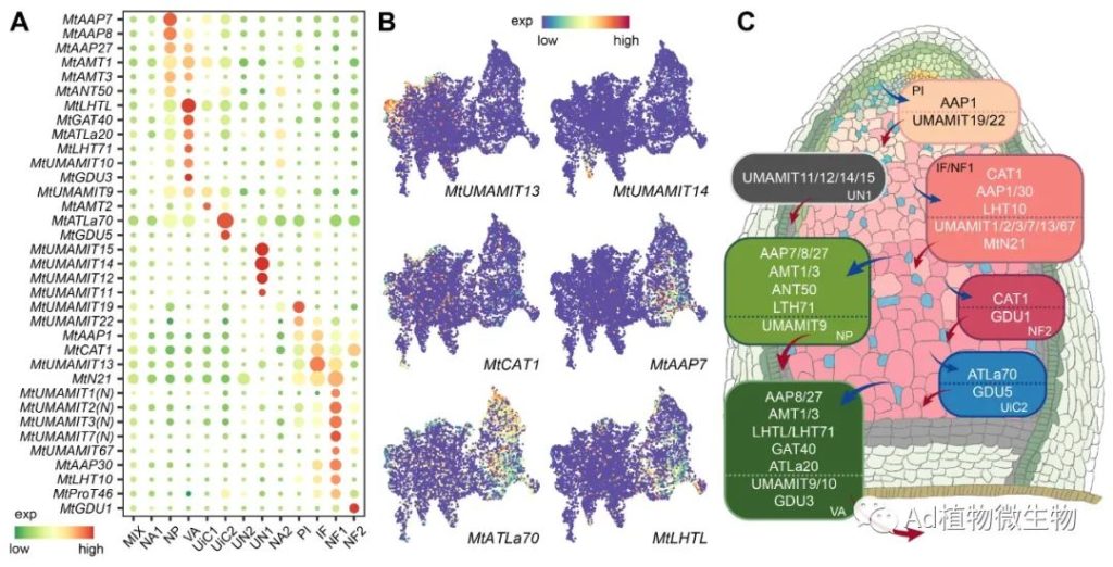 《Molecular Plant | 中国农业大学研究揭示共生固氮根瘤的单细胞转录组!》