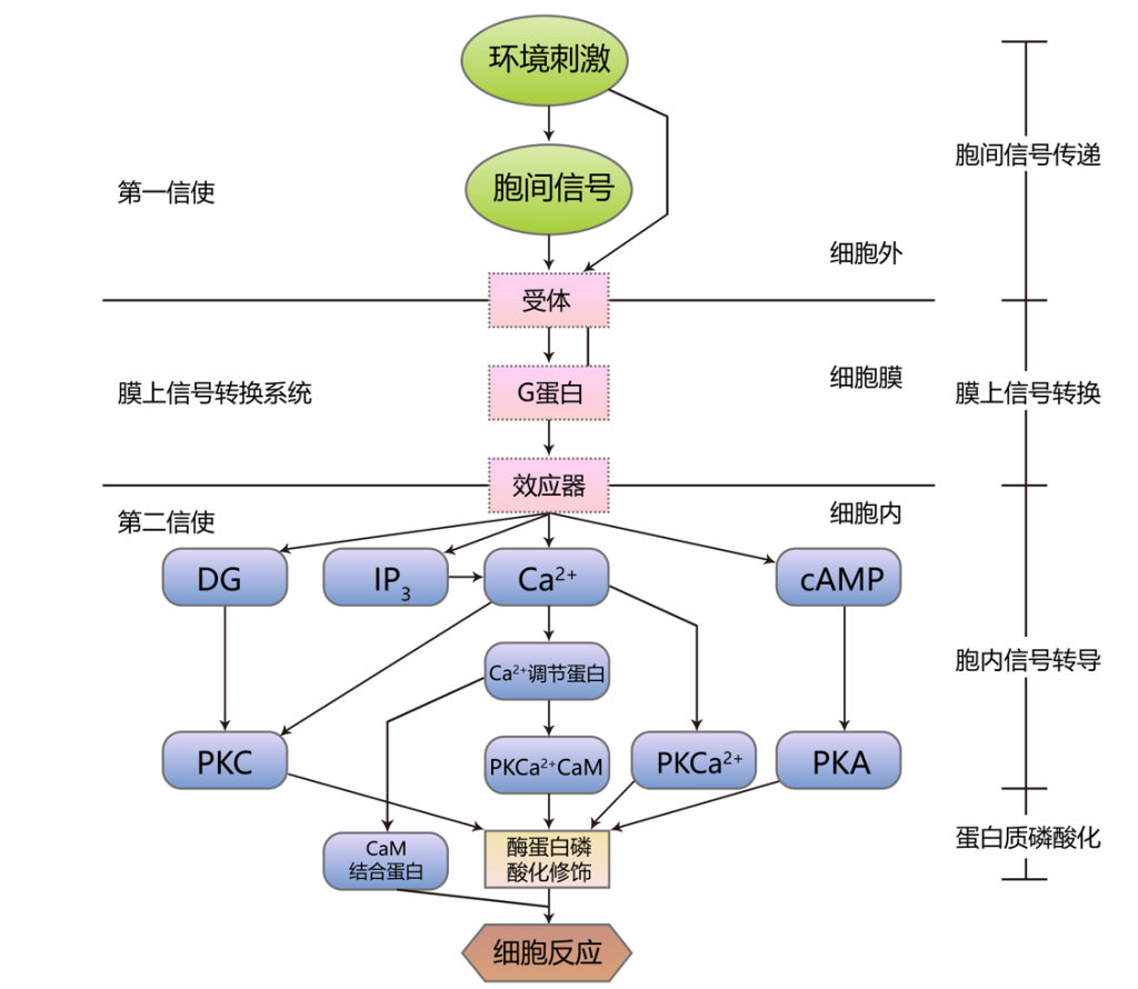 《植物信号转导概述——学习植物的交流方式》