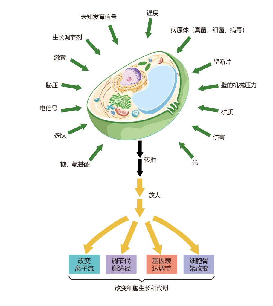 《植物信号转导概述——学习植物的交流方式》