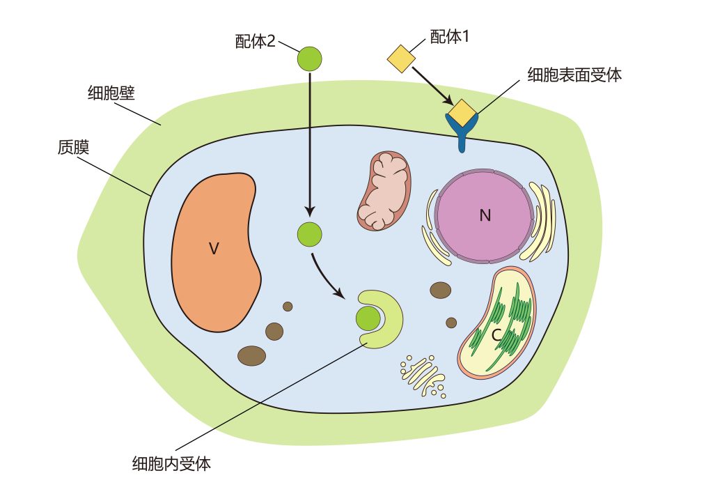 《植物信号转导概述——学习植物的交流方式》