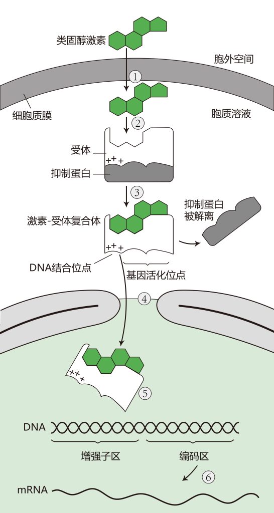 《植物信号转导概述——学习植物的交流方式》