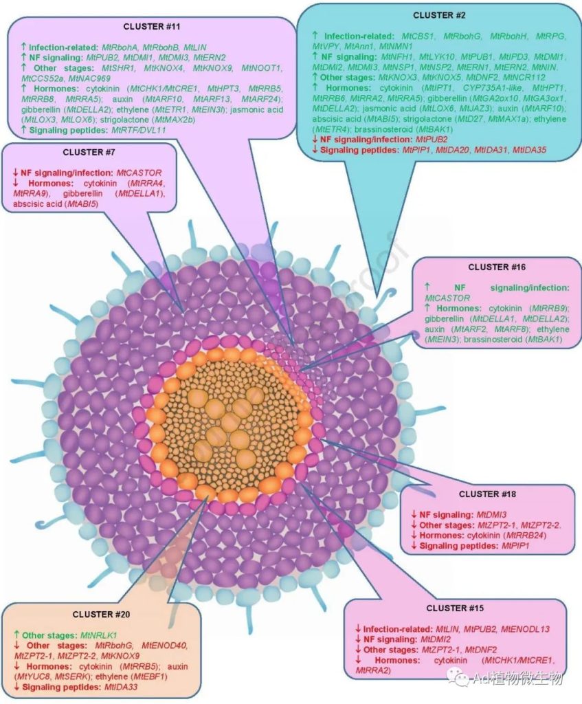 《Molecular Plant | 研究揭示豆科植物共生结瘤的细胞特定途径！》