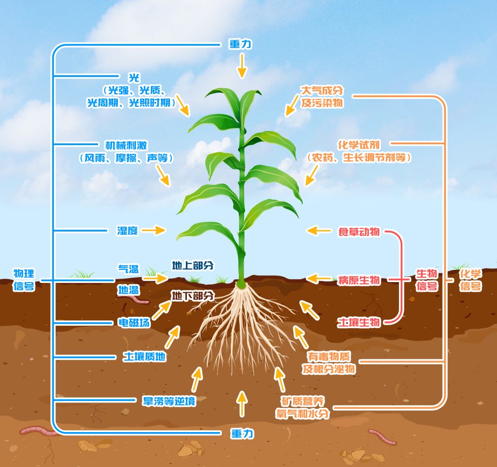 《植物信号转导概述——学习植物的交流方式》