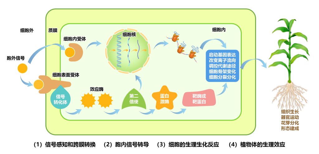 《植物信号转导概述——学习植物的交流方式》