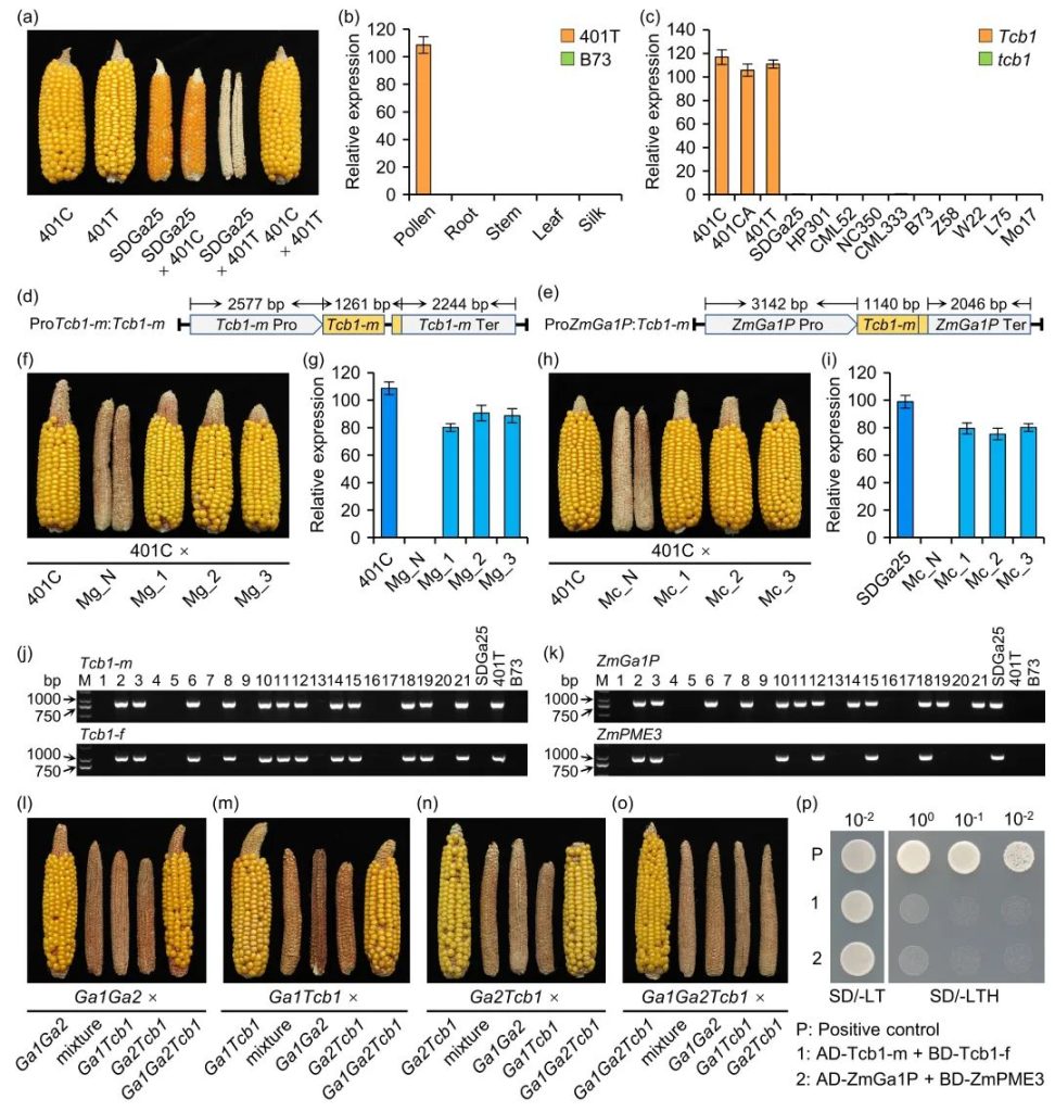 《PBJ | 中国科学院遗传与发育生物学研究所陈化榜团队在玉米单向杂交不亲和研究领域取得新进展》