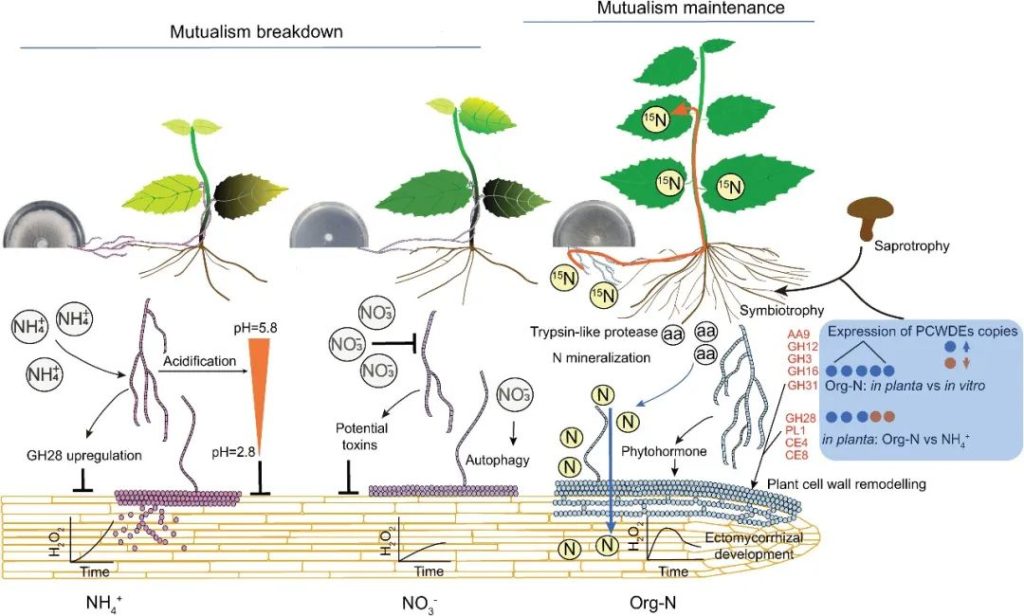 《Current Biology | 研究揭示氮源驱动下的真菌-树木共生关系的维持与打破机制！》