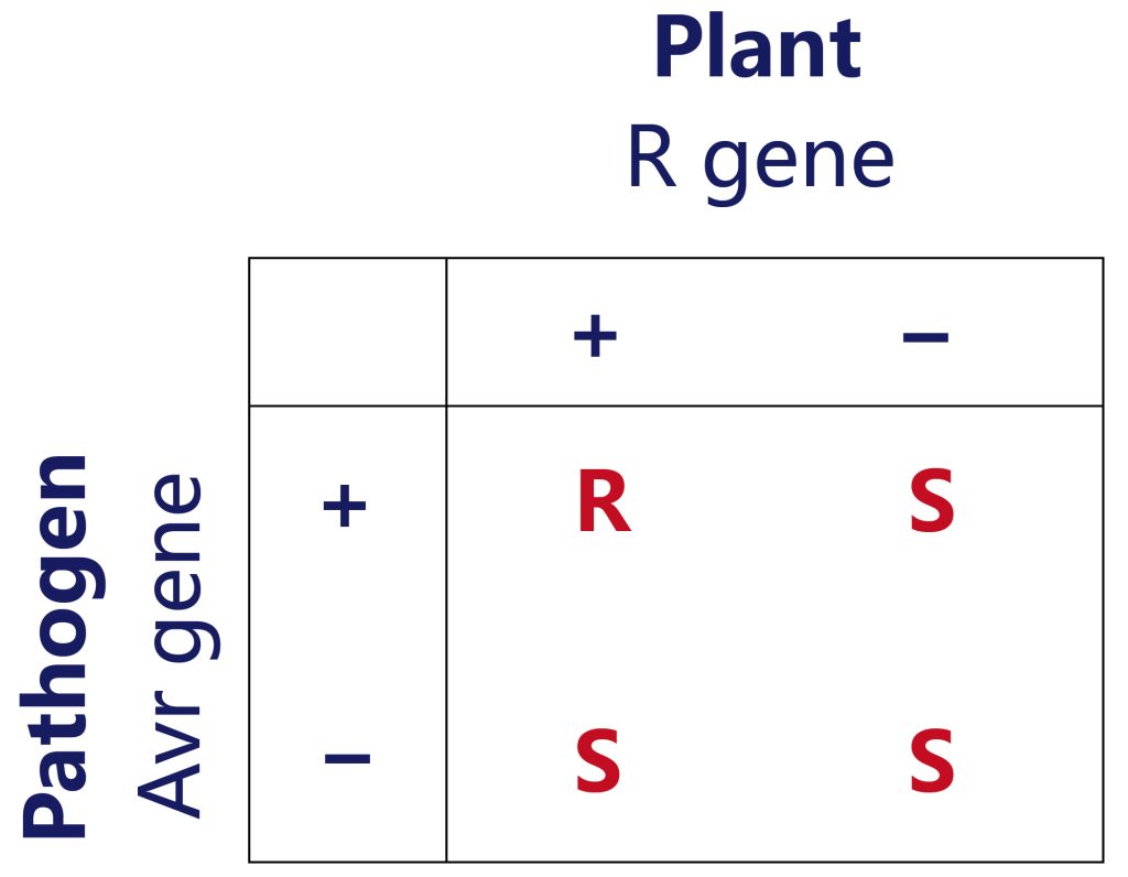 《植物免疫系统的“御敌”机制》