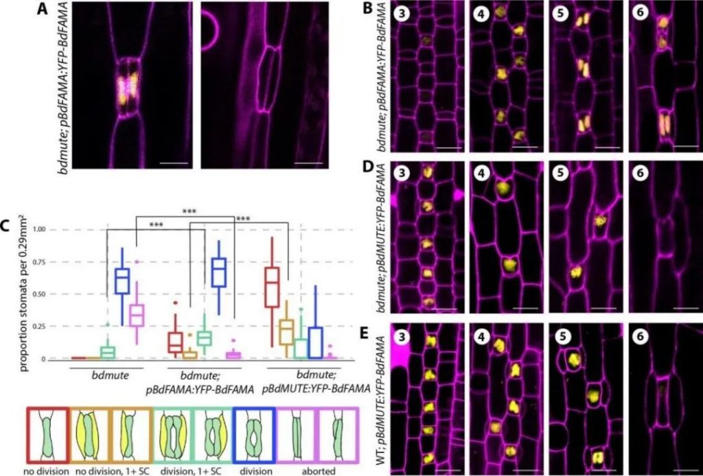 《The Plant Cell | bHLH类转录因子 -FAMA在二穗短柄草和拟南芥气孔发育中的分子调控作用及差异》