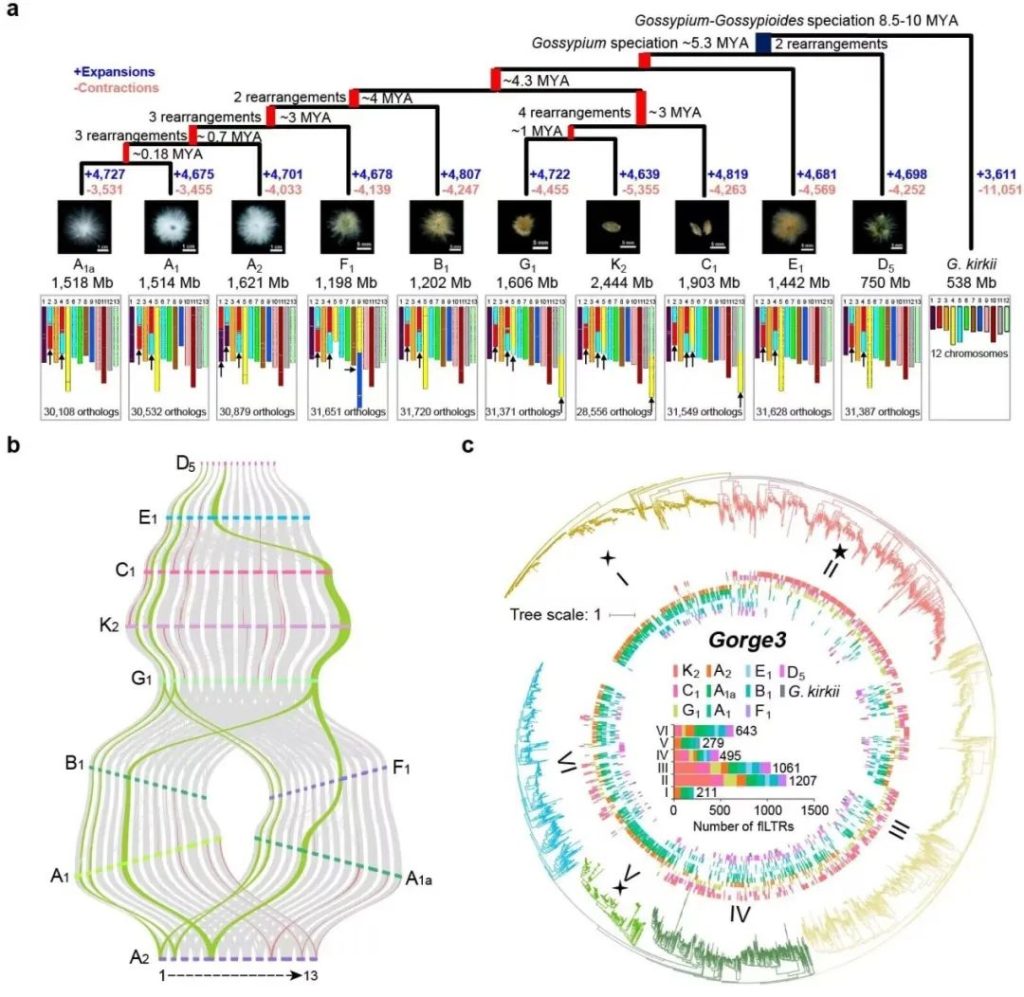 《Nature Genetics |华中农大张献龙团队破解棉花种质资源多样性形成的基因组结构演化奥秘》