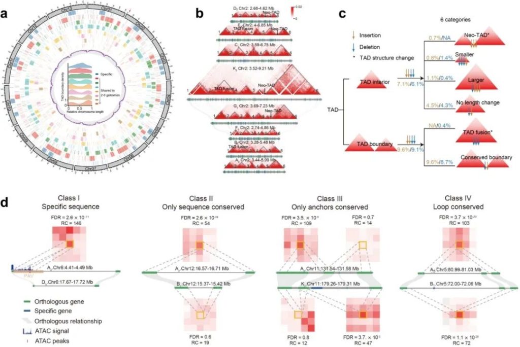 《Nature Genetics |华中农大张献龙团队破解棉花种质资源多样性形成的基因组结构演化奥秘》