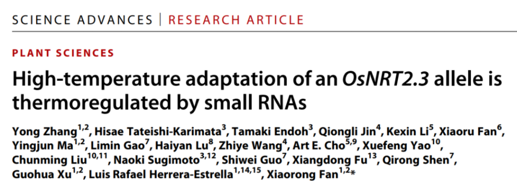 《Science子刊 | 南京农业大学研究团队揭示高温下水稻高产和高氮素利用效率的调控新机制》