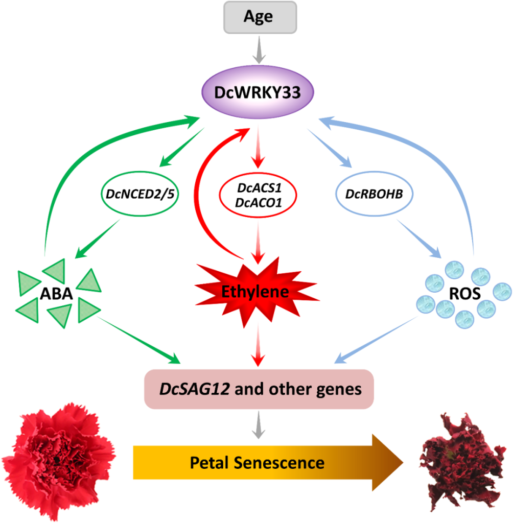 《华中农业大学研究团队揭示转录因子DcWRKY33调控康乃馨花瓣衰老的分子机制》