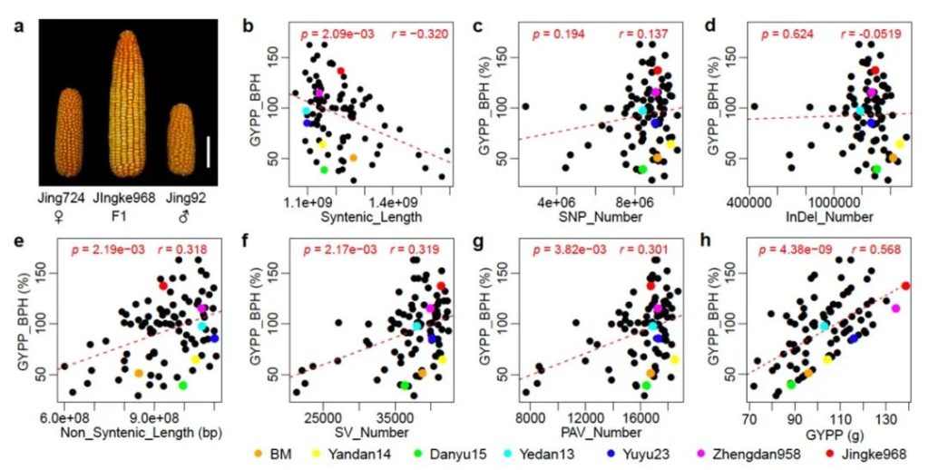 《NG | 构建玉米核心自交系泛基因组—中国农业科学院生物技术研究所与华南农业大学等单位合作解析玉米杂种优势形成机理取得重大突破》