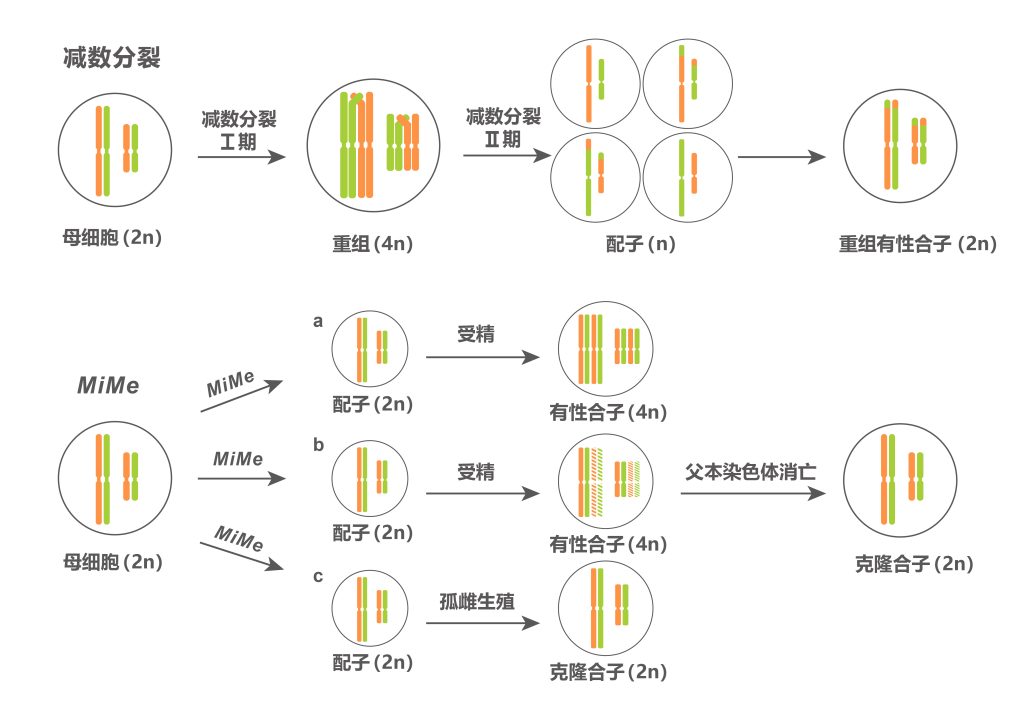 《杂交作物如何通过自交获得克隆种子？》